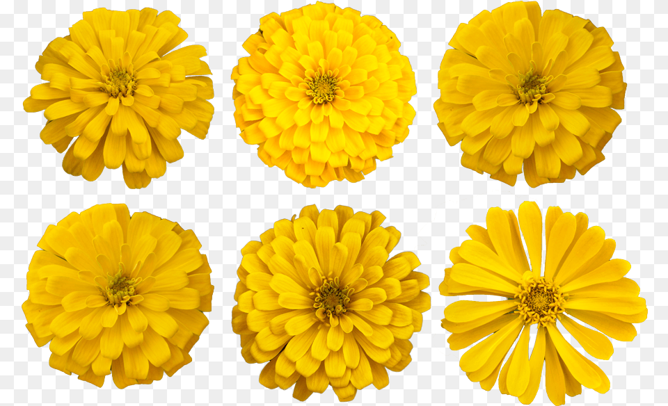 Download Marigold Flower Cutout Photo Marigold Cutout, Dahlia, Daisy, Petal, Plant Png Image