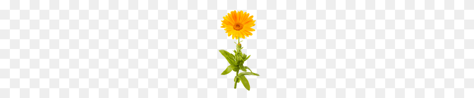 Marigold Photo Images And Clipart Freepngimg, Daisy, Flower, Plant, Petal Free Png Download