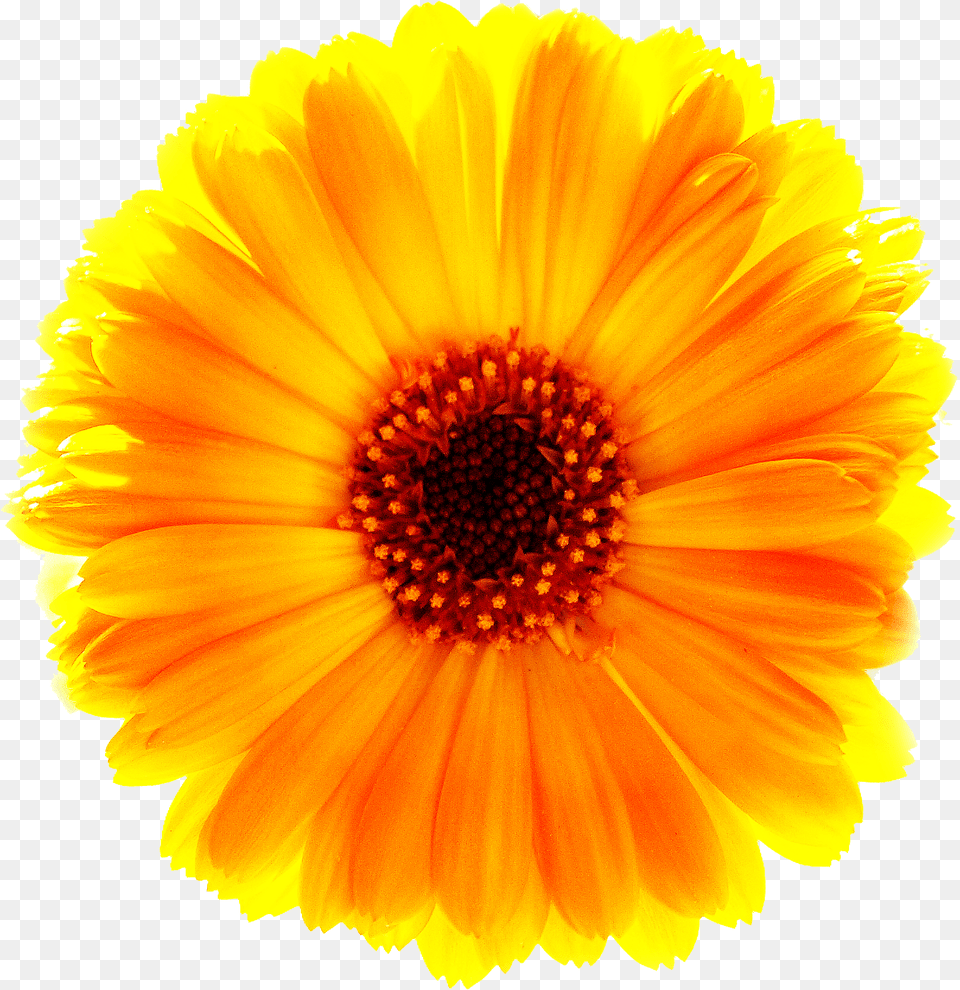 Download Marigold Red And Yellow Daisy, Flower, Petal, Plant, Anther Free Transparent Png