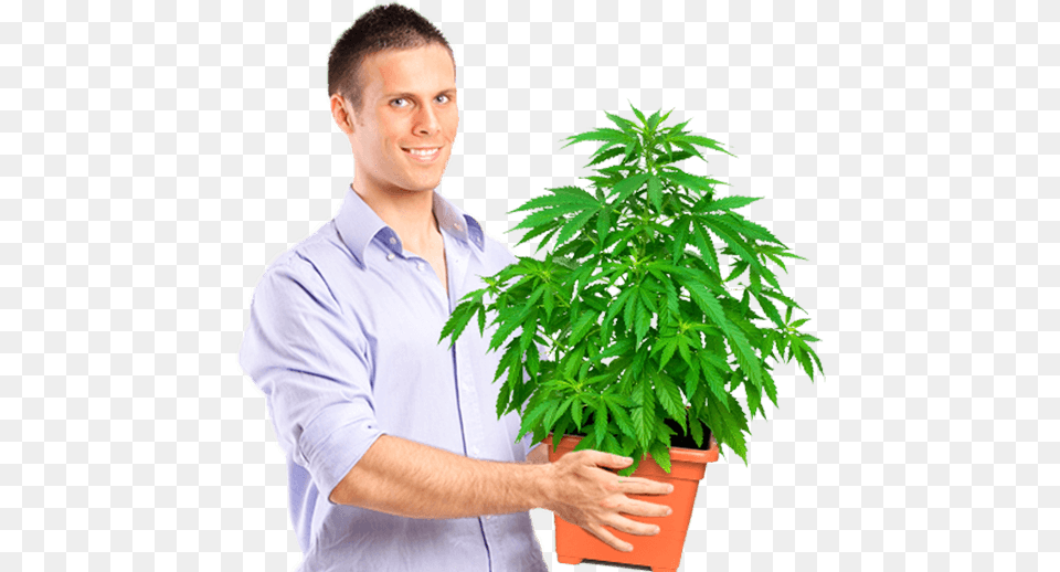 Marijuana University Graduate Holding Medium Size Hps Grow Light, Hemp, Plant, Adult, Male Free Png Download