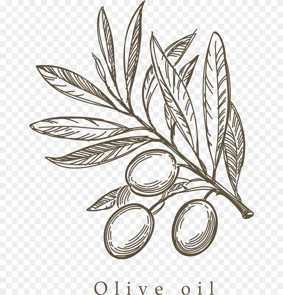 Mediterranean Cuisine Olive Olive Leaf Drawing, Herbs, Herbal, Plant, Chandelier Free Png Download
