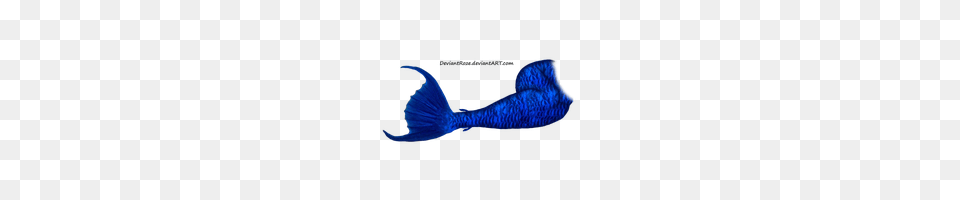 Mermaid Tail Photo Images And Clipart Freepngimg, Aquatic, Water, Animal, Fish Free Png Download
