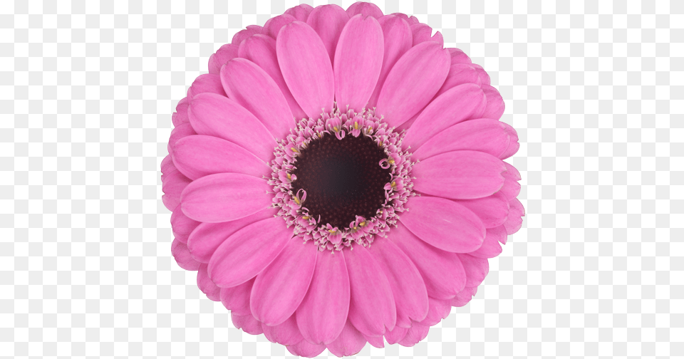 Download Mexican Pink Barberton Daisy, Dahlia, Flower, Plant, Petal Free Transparent Png