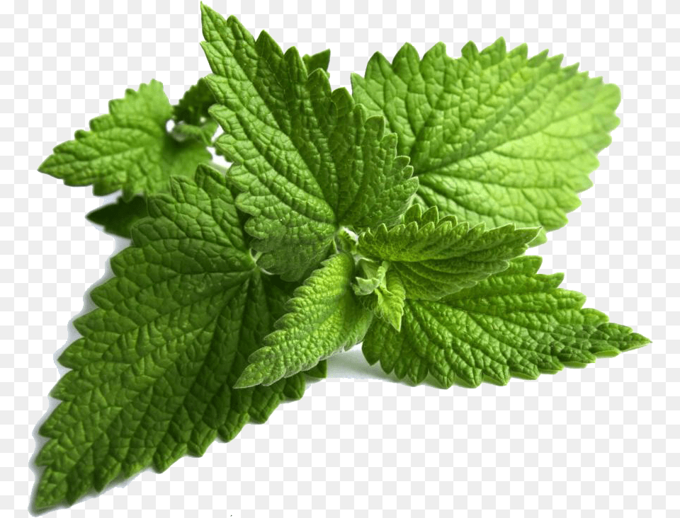Download Mint Clipart Mint Clipart, Herbal, Herbs, Leaf, Plant Png