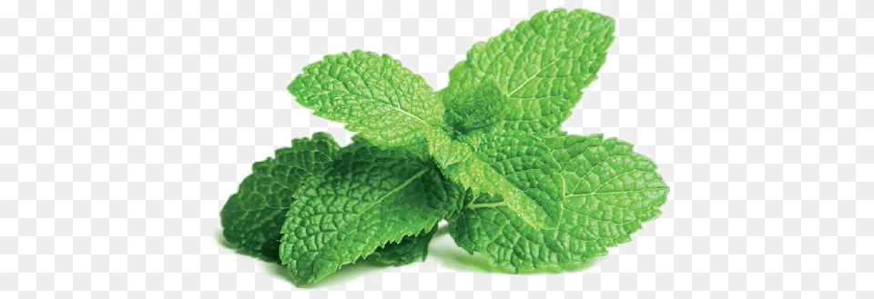 Download Mint File Peppermint Plant, Herbs, Leaf Free Transparent Png
