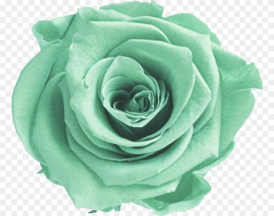 Download Mint Flower Picture Aesthetic Green Flower Green Flower, Plant, Rose Free Transparent Png