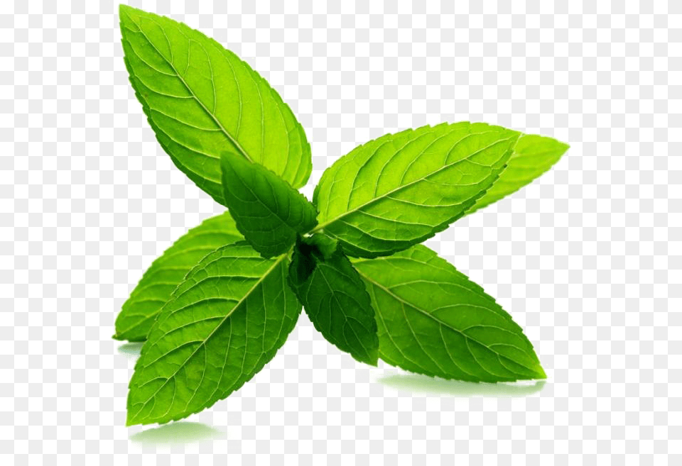 Download Mint Image Tea Tree Oil, Herbs, Leaf, Plant Free Png