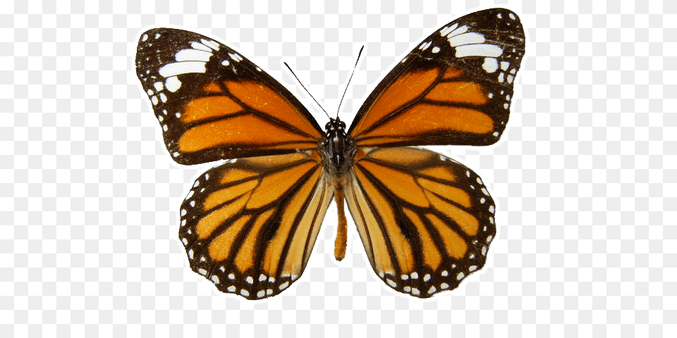 Download Monarch Butterfly Transparent Background Brown And Orange Butterfly, Animal, Insect, Invertebrate, Appliance Png