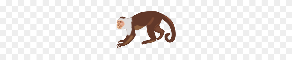 Download Monkey Category Clipart And Icons Freepngclipart, Person, Animal, Wildlife, Mammal Png Image