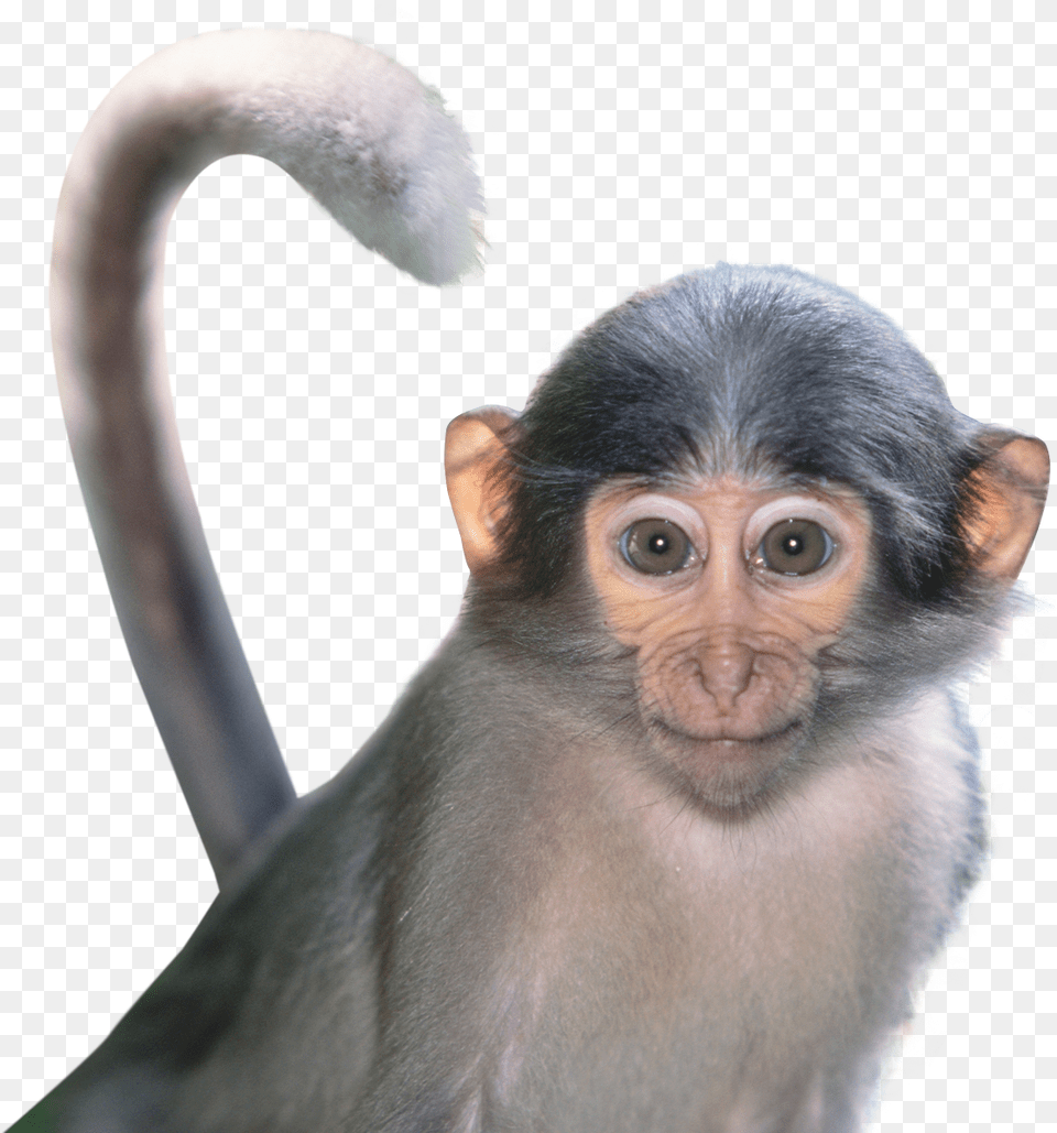 Download Monkey For Free Monkey Face, Animal, Mammal, Wildlife, Baboon Png