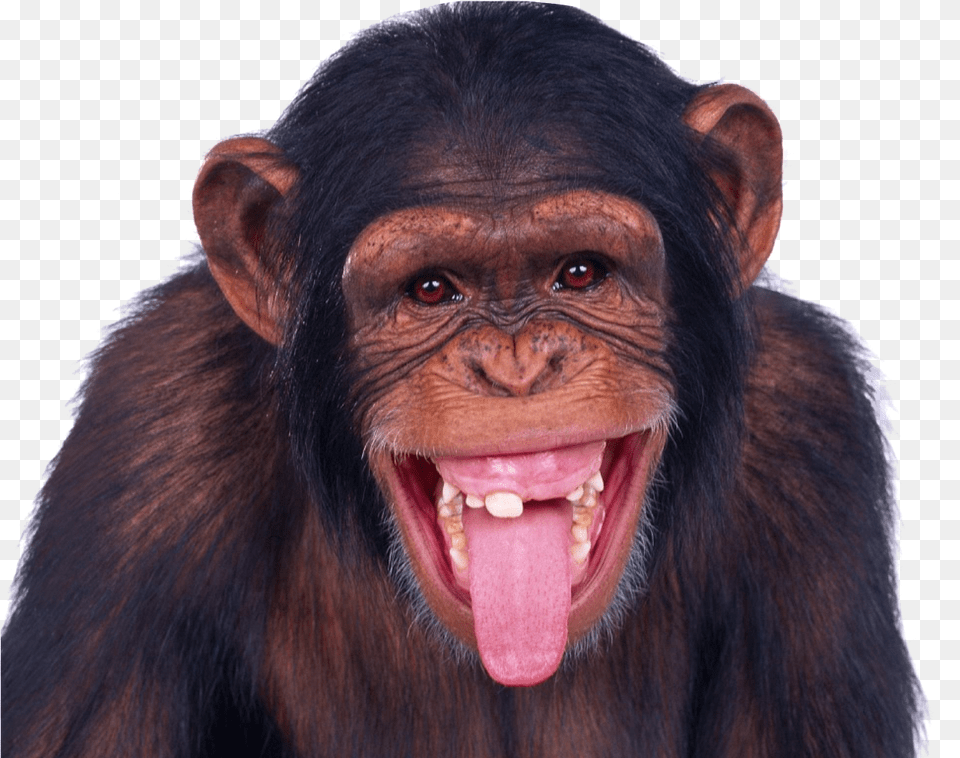 Monkey Image For Funny, Animal, Mammal, Wildlife, Ape Free Png Download