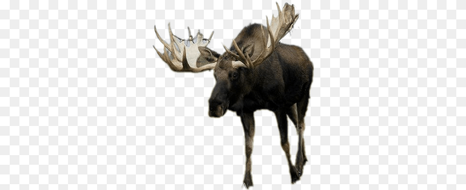 Download Moose Image With No Moose, Animal, Mammal, Wildlife, Antelope Png