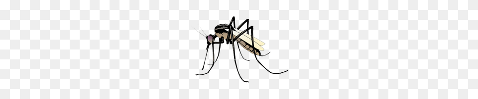 Download Mosquito Photo Images And Clipart Freepngimg, Animal, Insect, Invertebrate, Chandelier Free Png