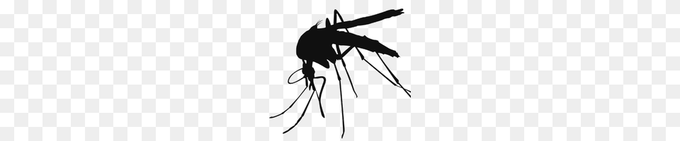 Download Mosquito Photo Images And Clipart Freepngimg, Animal, Insect, Invertebrate, Smoke Pipe Free Transparent Png