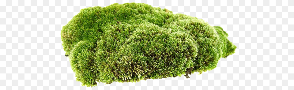 Download Moss Clip Black And White Mosses With White Background, Plant, Vegetation, Grass Free Png