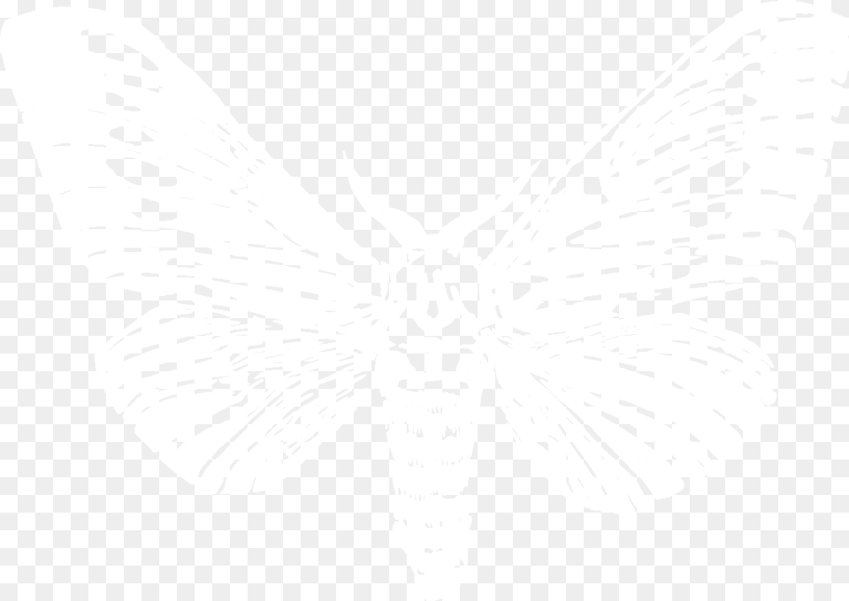 Moth Image With No Butterfly, Stencil, Person, Animal, Insect Free Png Download