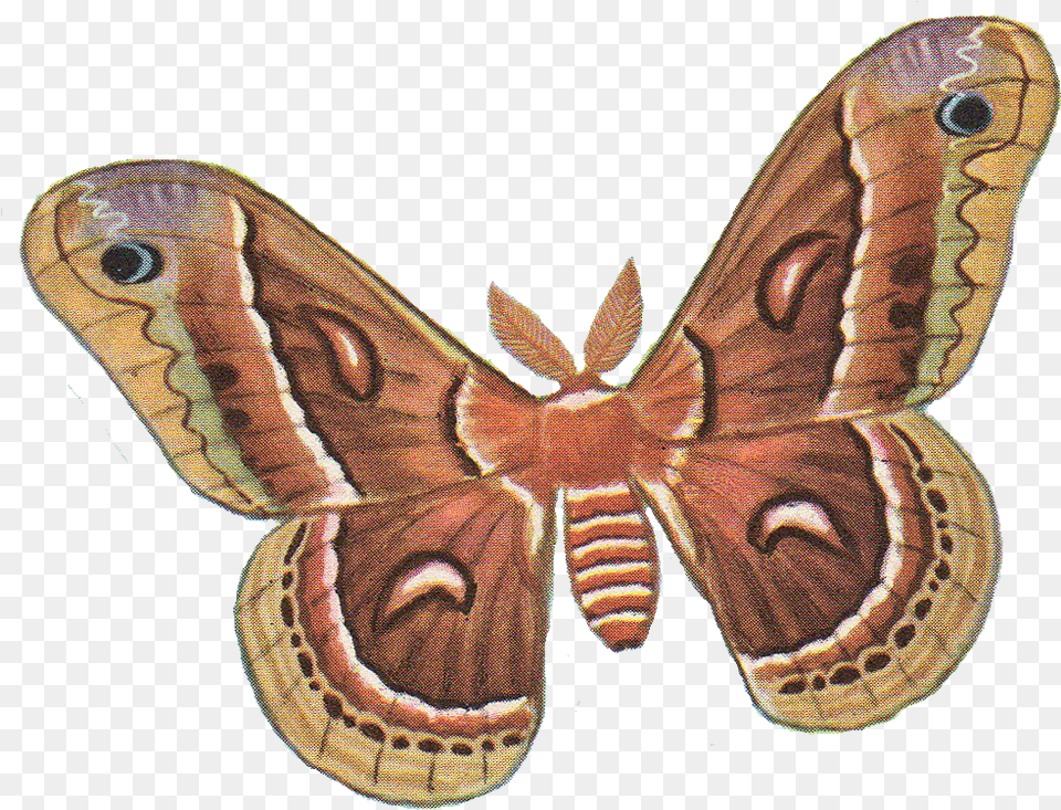 Download Moth Photos Moth, Animal, Butterfly, Insect, Invertebrate Free Transparent Png