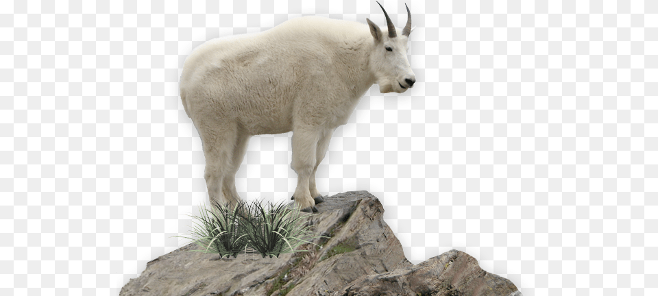 Download Mountain Goat Image Mountain Goat No Background, Livestock, Animal, Mammal, Mountain Goat Png