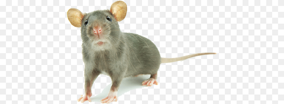 Download Mouse Animal Mouse Animal, Mammal, Rat, Rodent Png
