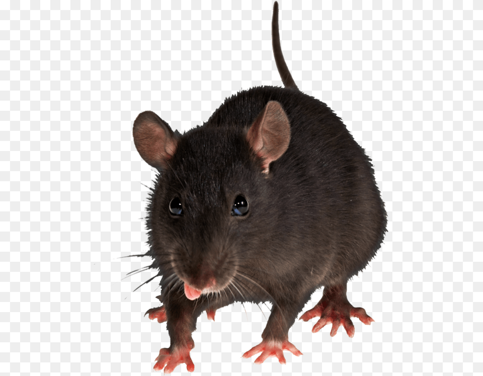 Mouse Rat Hq Rat, Animal, Mammal, Rodent Free Png Download