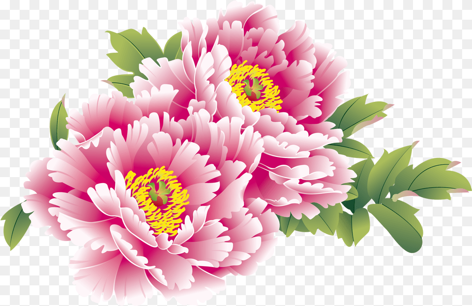 Download Moutan Flower Peony Chinese National Creative China Chinese New Year Flower, Plant, Dahlia, Carnation Png Image