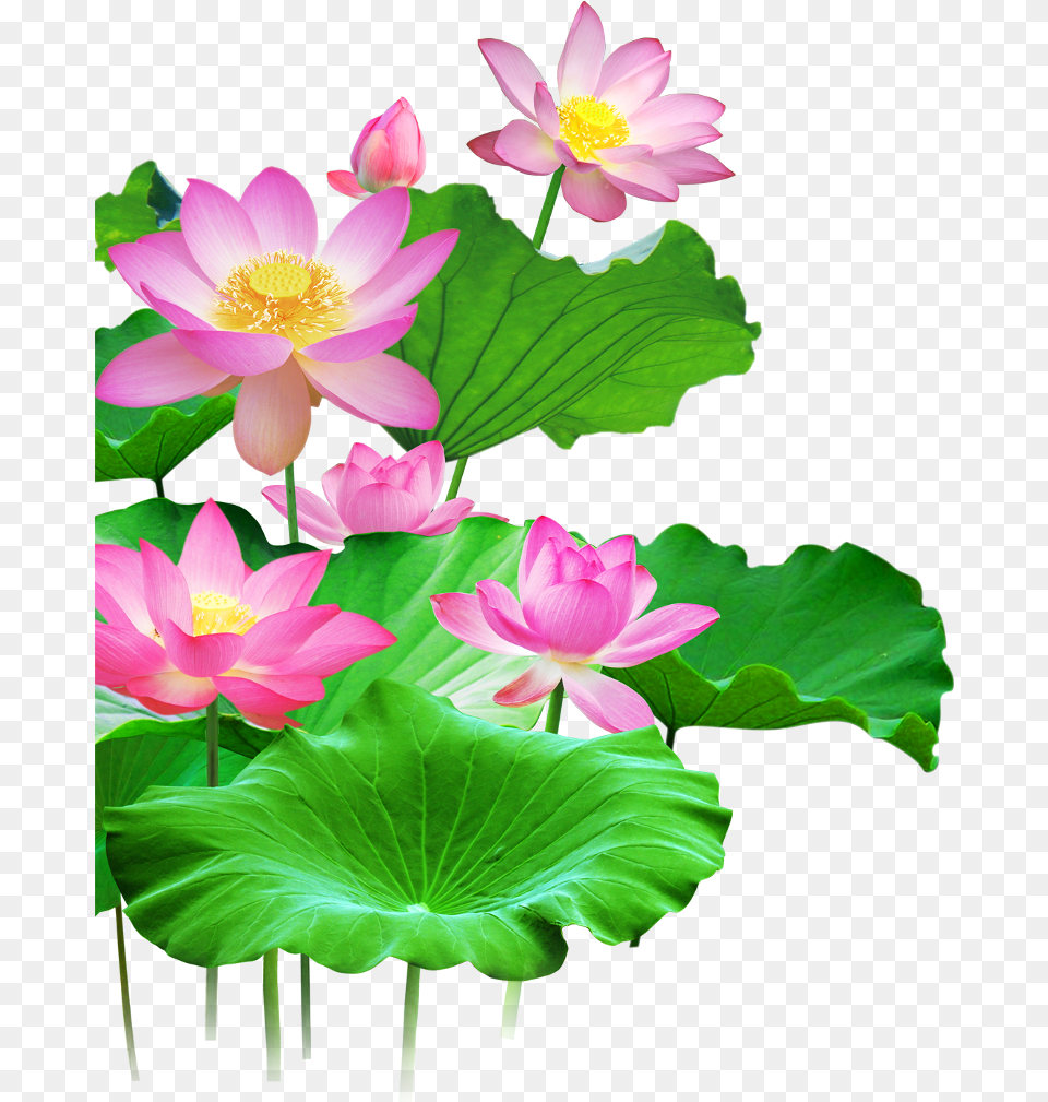 Download Mq Lotus Flower Flowers Pink Waters Green Leaf Lotus Flower With Leaf Drawing, Plant, Lily, Pond Lily, Petal Png Image