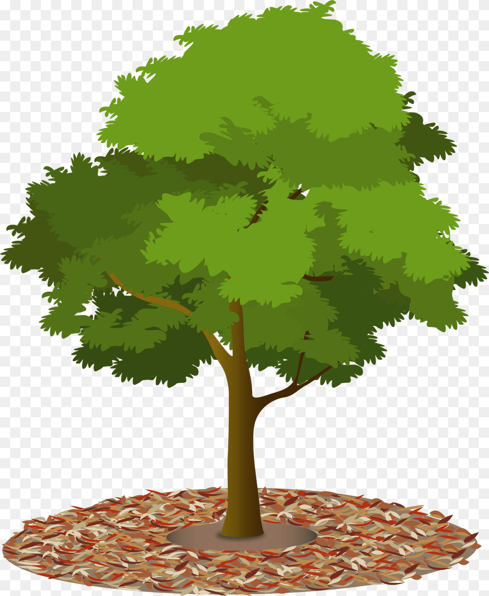 Mulch Tree With Mulch Clipart, Plant, Oak, Sycamore, Vegetation Free Png Download