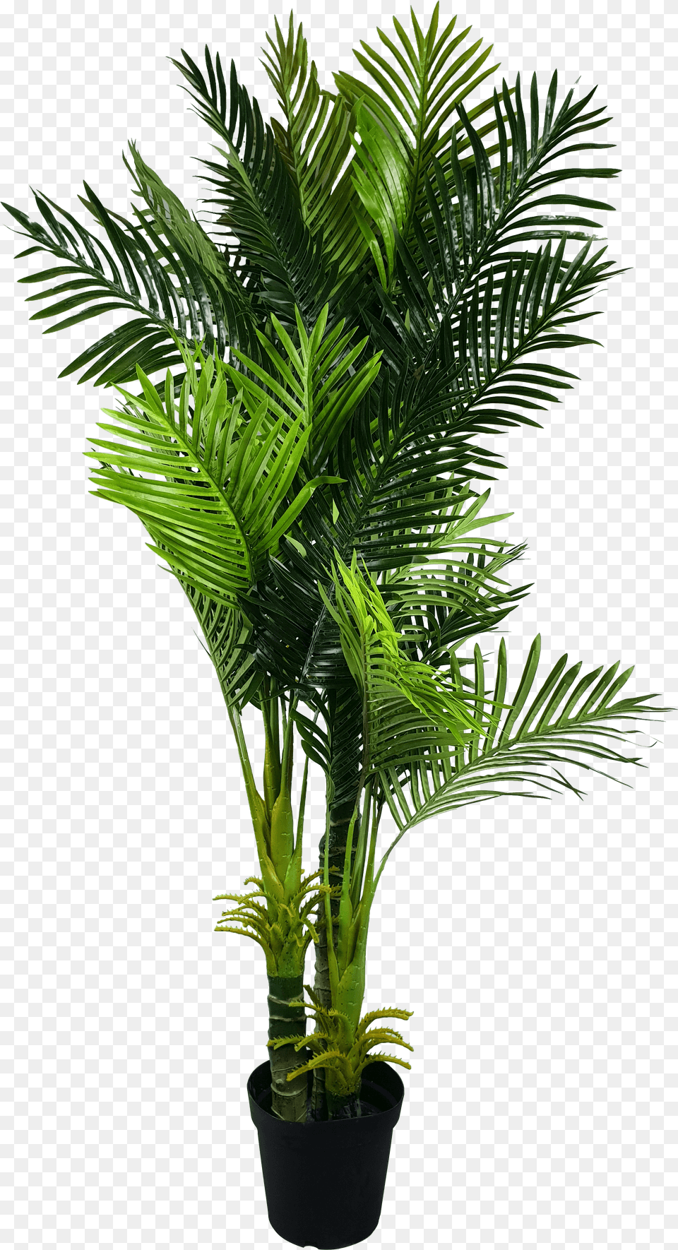 Download Multi Trunk Artificial Hawaii Palm Tree Fishtail Indoor Palm Tree, Leaf, Palm Tree, Plant Free Transparent Png
