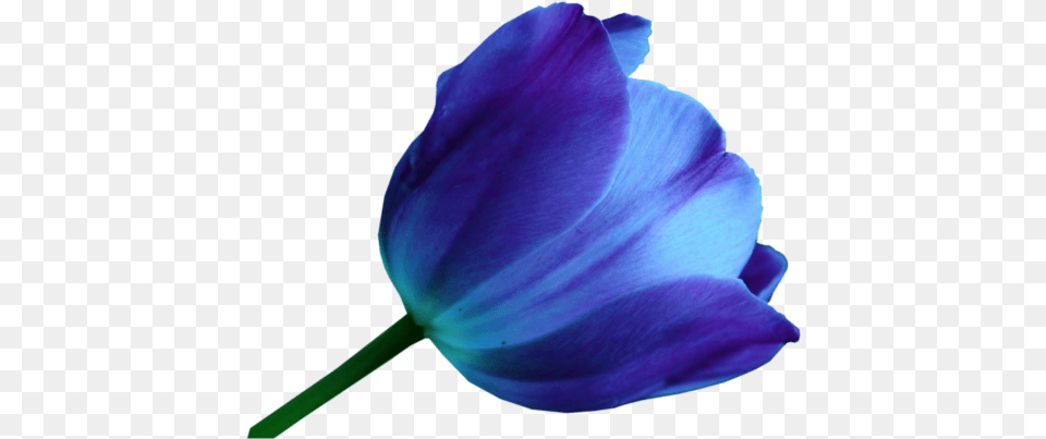 Download Multicolor Tulips Blue Tulip Flower Image De Tulipanes En Acuarela, Plant, Petal, Animal, Fish Free Png