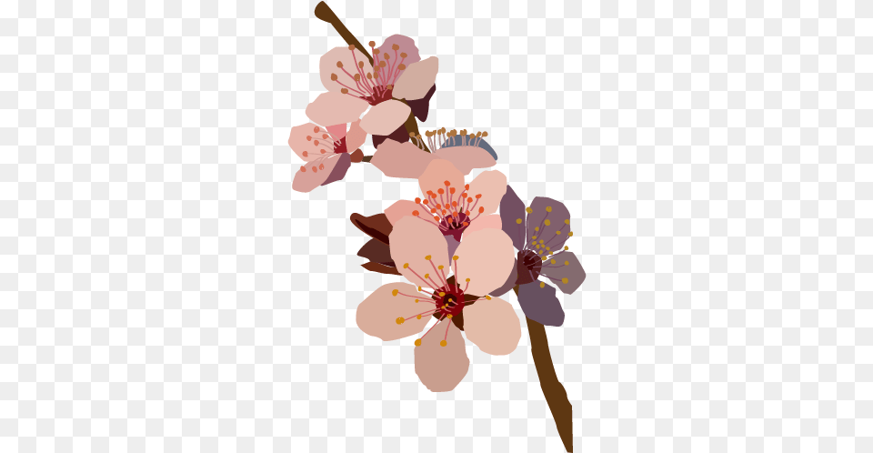 Murialflowers Flowers Tumblr Draw Full Size Drawn Flower Transparents, Plant, Cherry Blossom, Person Free Png Download