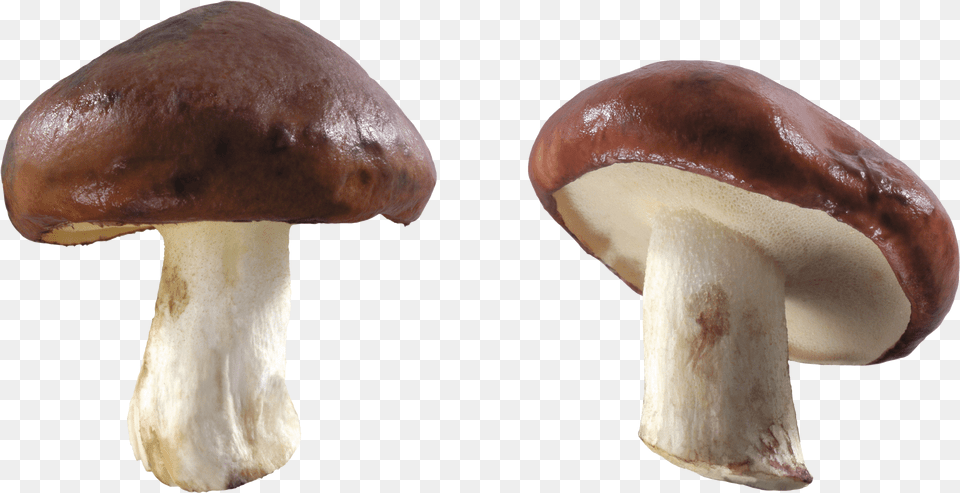 Download Mushroom Brown And White Mushroom, Fungus, Plant, Agaric, Amanita Free Png