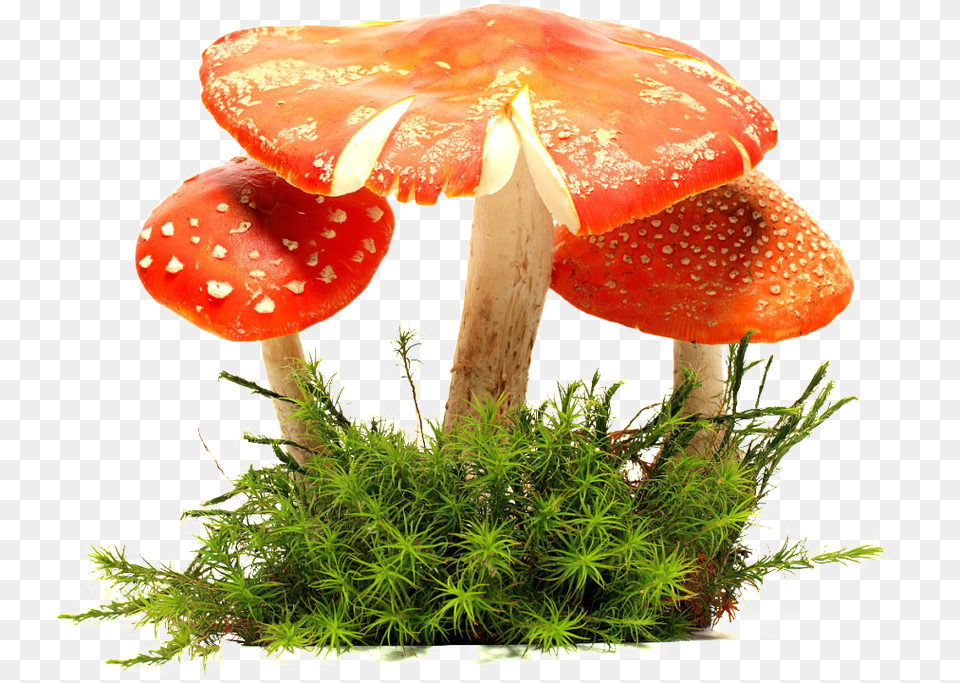 Download Mushroom Cloud Full Size Pngkit Agaric, Moss, Plant, Fungus, Amanita Png Image