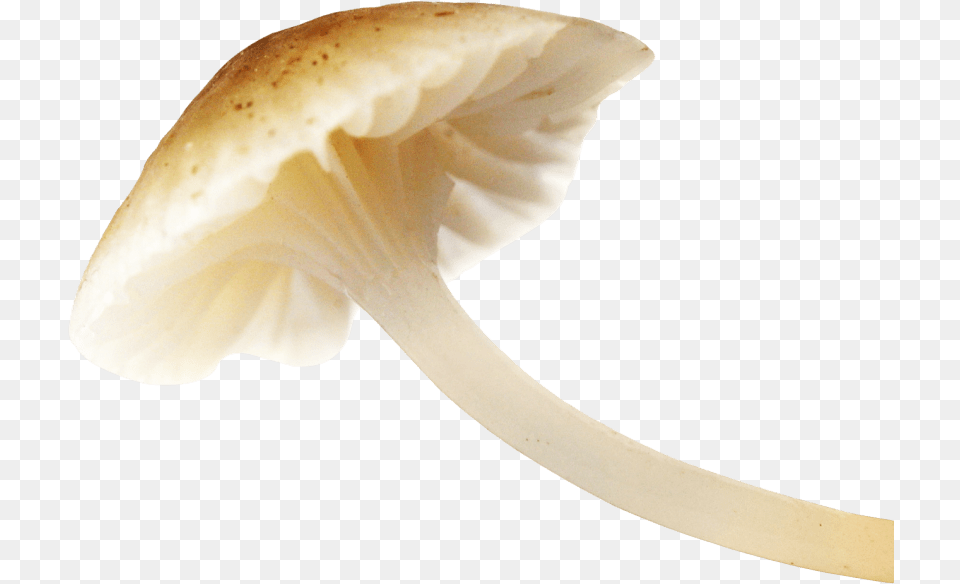 Mushroom Images Background Mushroom, Agaric, Amanita, Fungus, Plant Free Png Download