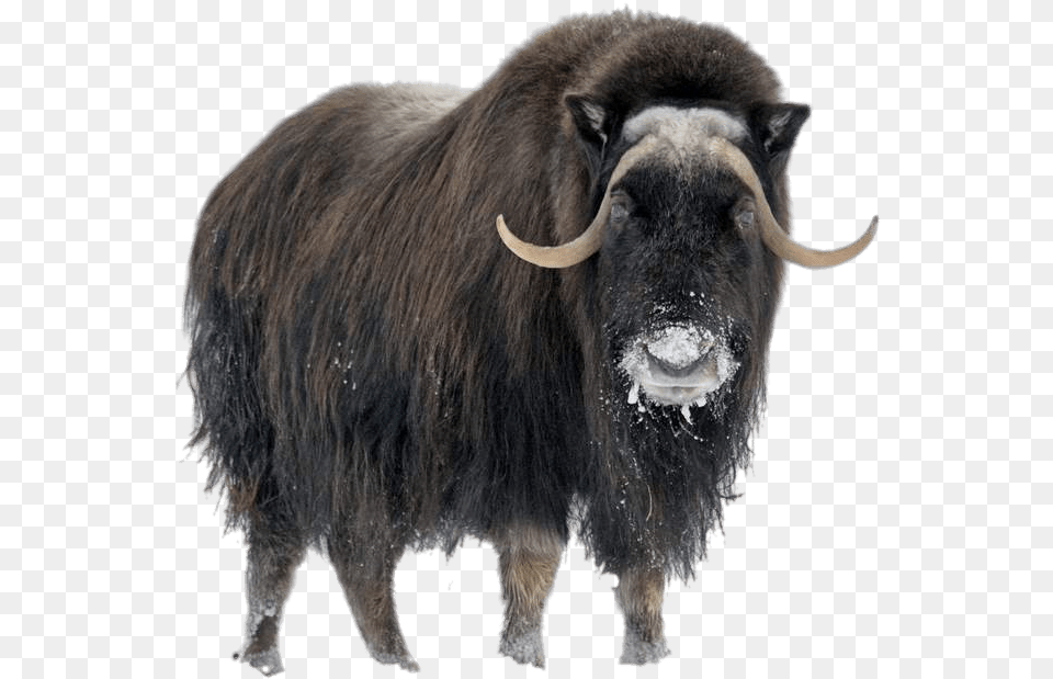 Download Musk Ox In The Arctic, Animal, Bull, Cattle, Livestock Free Png