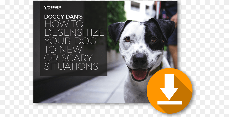 Download My Free How To Desensitize Your Dog To New Dog, Animal, Canine, Mammal, Pet Png