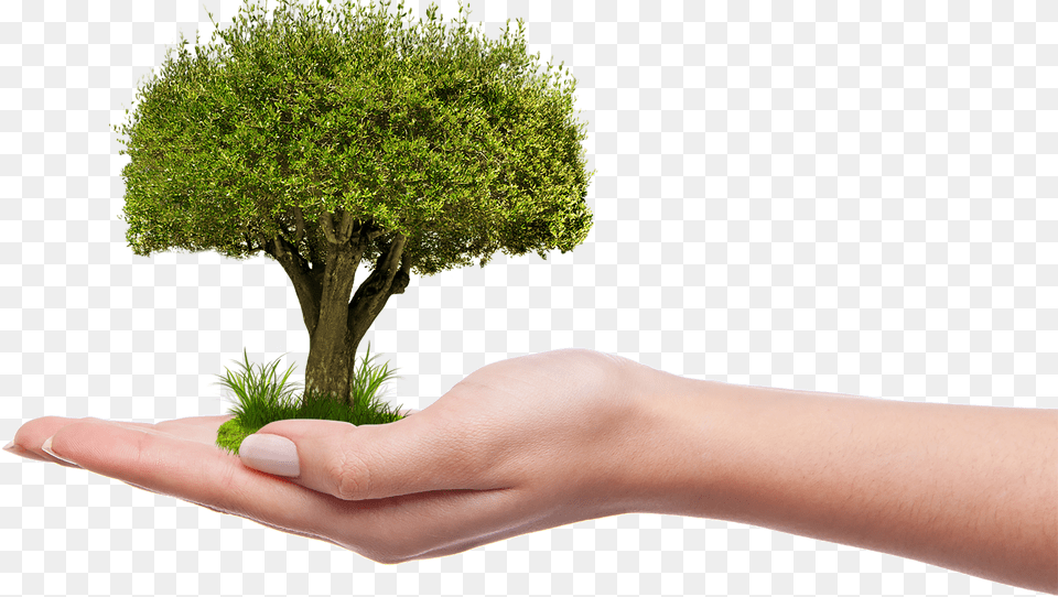 Download Nature Picture Plant A Tree, Body Part, Potted Plant, Person, Hand Free Transparent Png