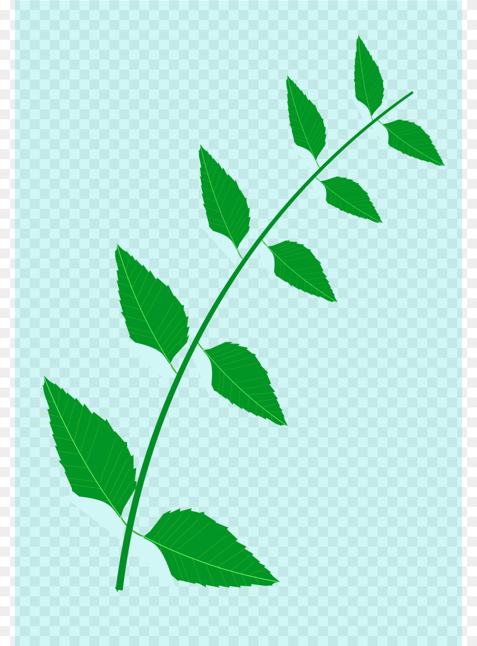 Neem Tree Leaves Clip Art Clipart Neem Tree Clip Art, Green, Leaf, Plant, Herbal Free Png Download