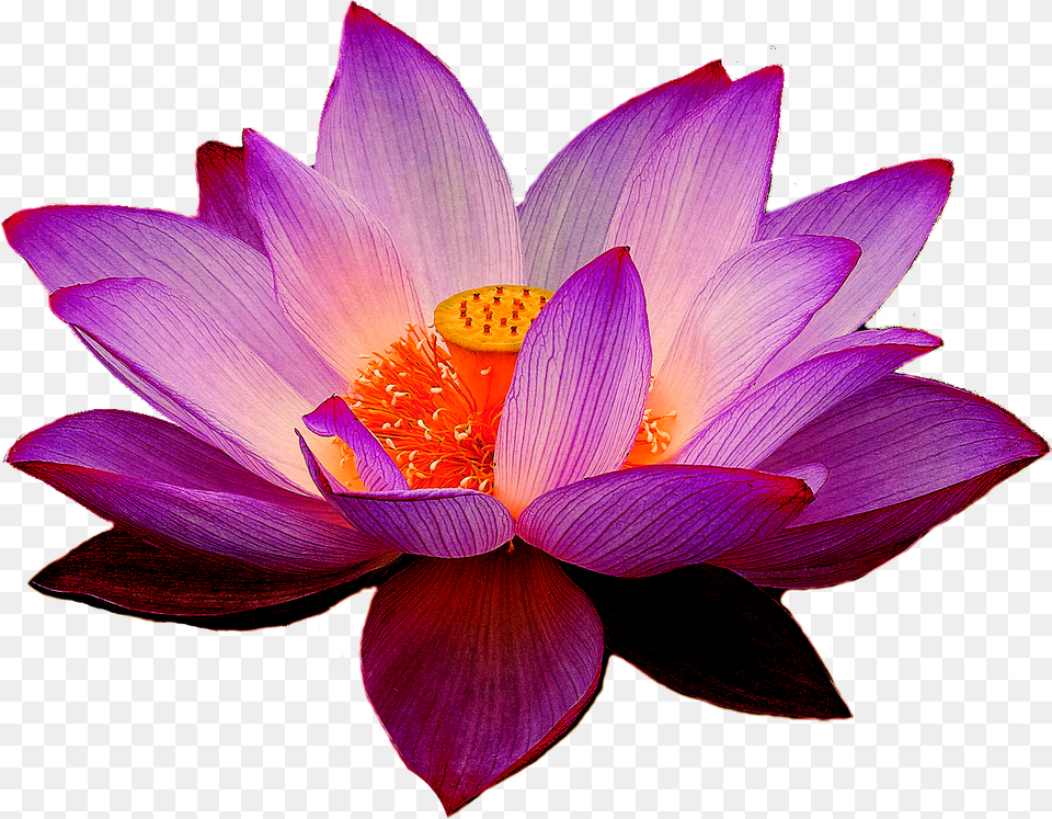 Download Nelumbo Nucifera Lotus Yoga Fit Flower Clip Art Lotus Transparent, Plant, Dahlia, Petal, Lily Free Png