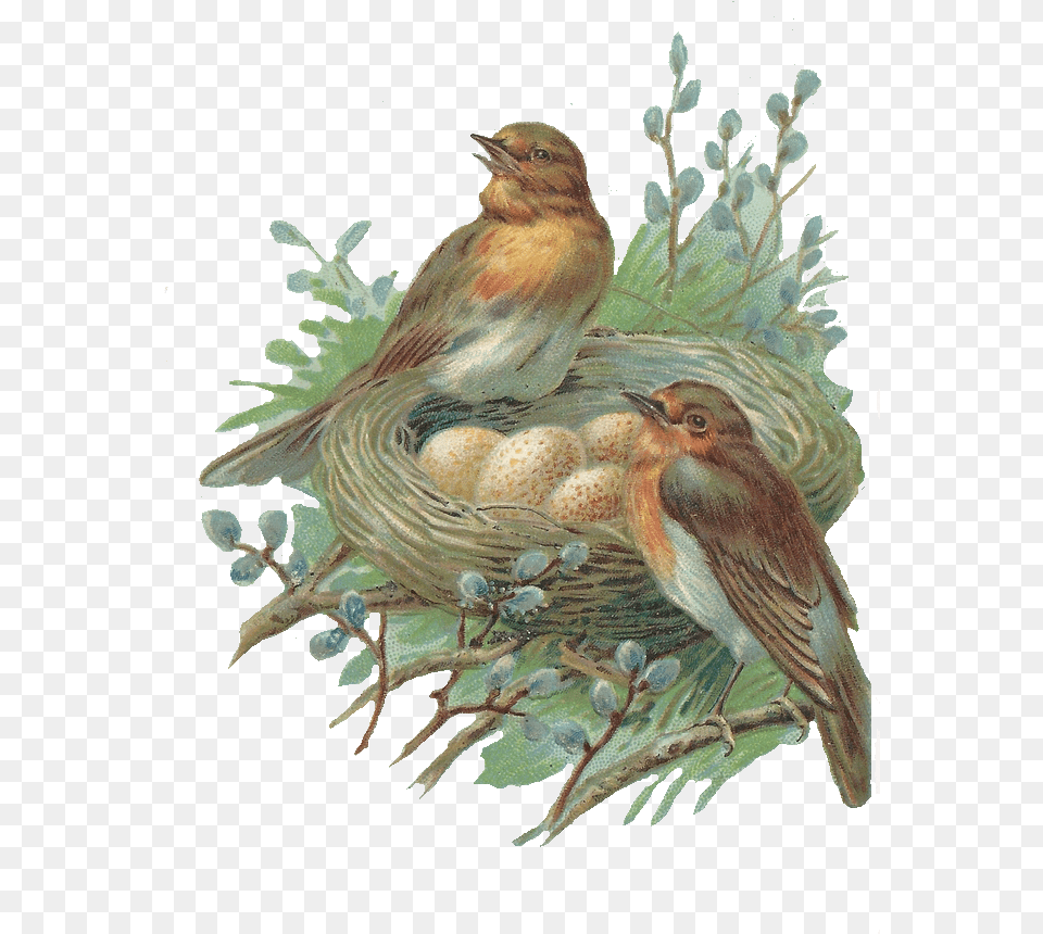 Download Nest Hq Bird In Nest, Animal, Finch, Art, Painting Png Image