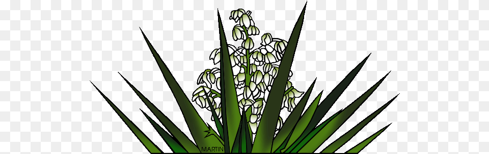 Download New Mexico State Flower Yucca New Mexico New Mexico State Yucca Plant, Green, Agavaceae Png
