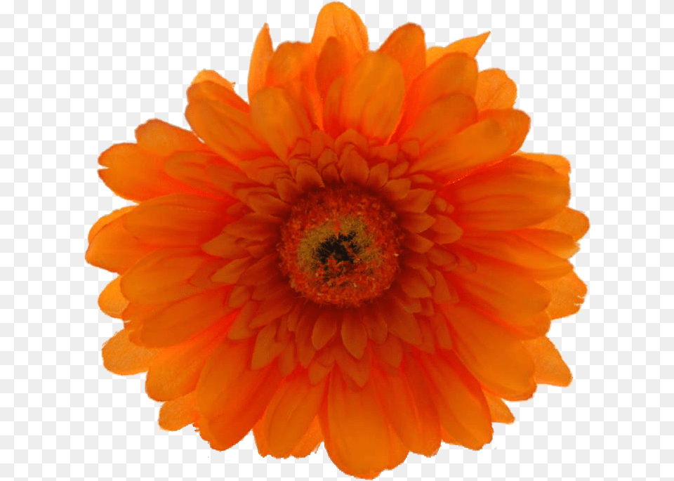 Now Only 19 Orange Hibiscus Flower Orange Hibiscus Flower, Anther, Dahlia, Daisy, Petal Free Png Download