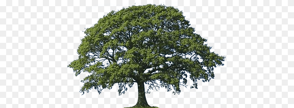 Download Oak Tree Clip Art Transparent Dlpngcom Tree, Plant, Sycamore, Tree Trunk Png Image