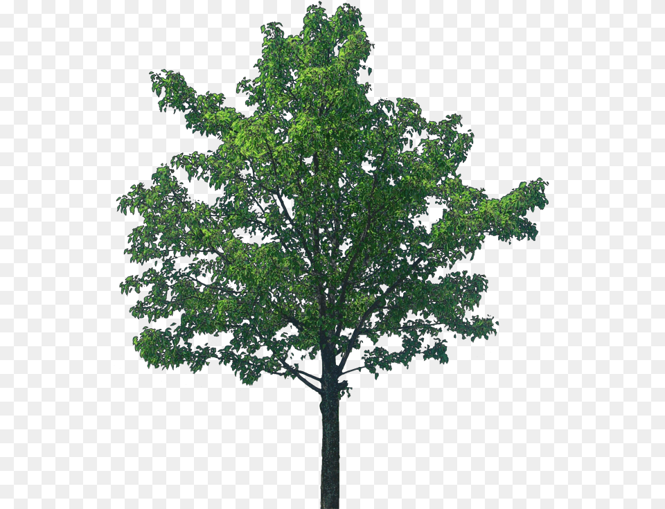 Download Oak Tree Image Tree Textures, Plant, Sycamore, Leaf, Maple Free Png