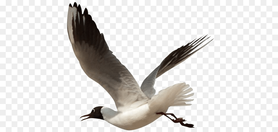 Download Ocean Birds Image High Quality Hq High Resolution Flying Bird Hd, Animal, Seagull, Waterfowl, Beak Free Png