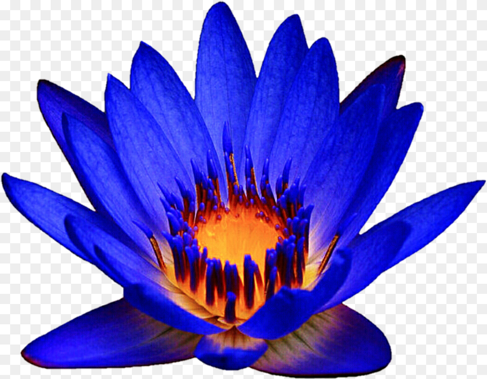 Download Ocean Blue Waterlily By Blue Water Lily Clipart, Flower, Plant, Pond Lily Png