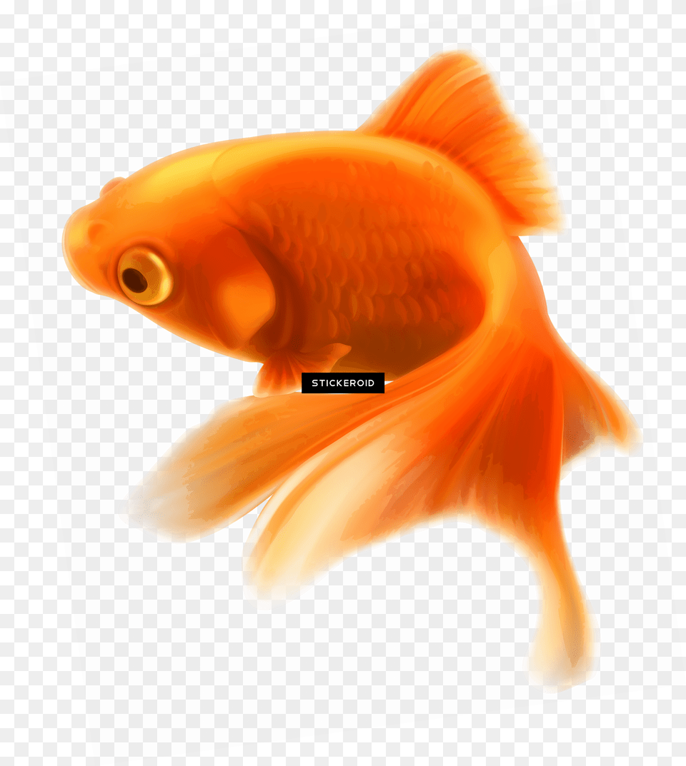 Download Ocean Fish Pic Gold Fish Icon Png Image