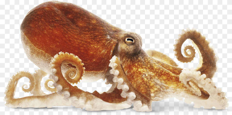 Download Octopus Image Octopus, Animal, Sea Life, Invertebrate Free Transparent Png
