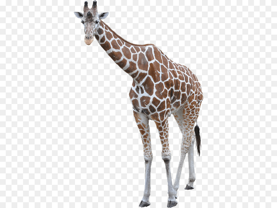 Download Of Giraffe Icon Giraffe Background, Animal, Mammal, Wildlife Free Transparent Png