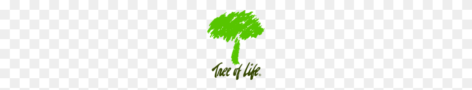 Of Tree Of Life Vector Graphics And Illustrations, Green, Oak, Plant, Sycamore Free Png Download