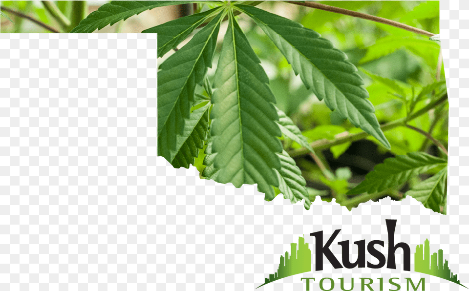 Download Oklahoma Marijuana Oklahoma Marijuana Leaf Tree, Plant, Vegetation, Hemp Free Png